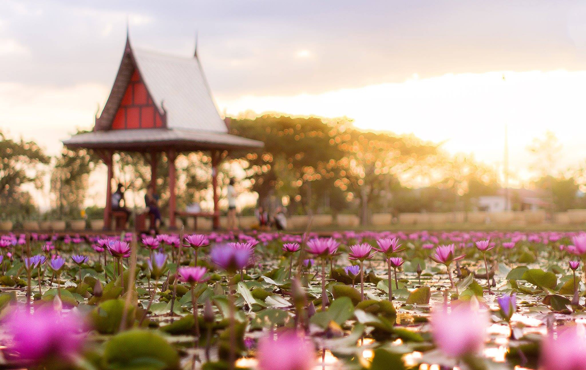 อุทยานสวนบัวเฉลิมพระเกียติ